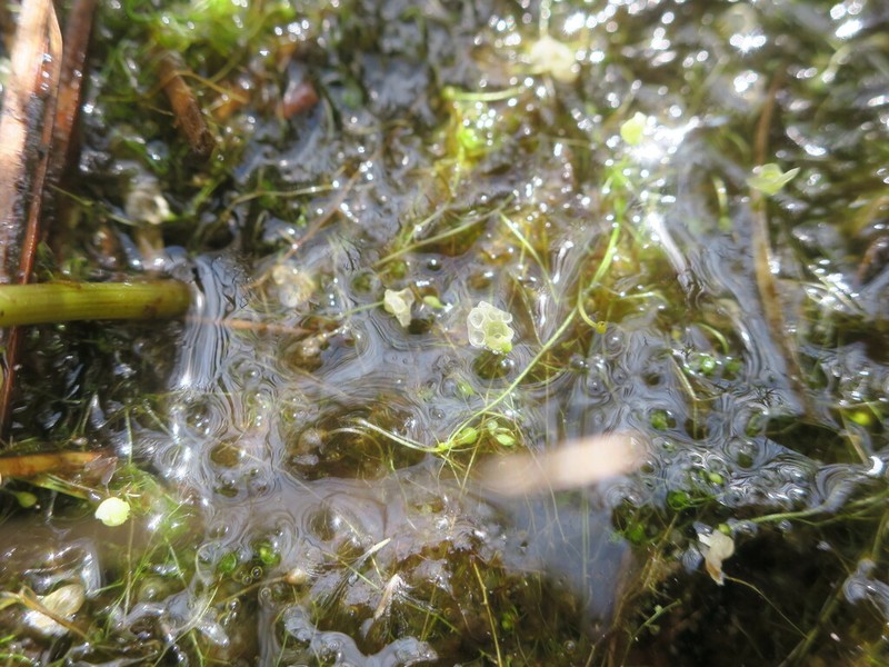 Utricularia cymbantha photo 2
