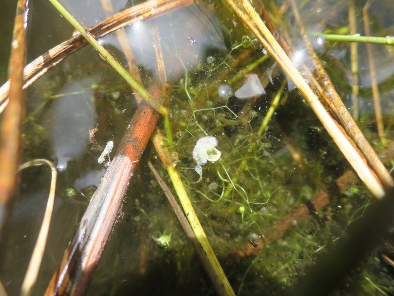 Utricularia cymbantha photo 3