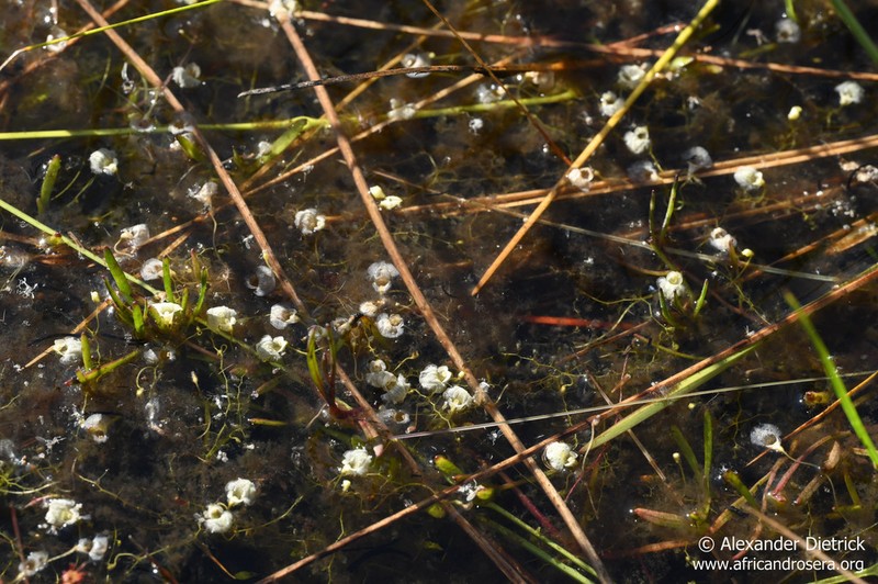 Utricularia cymbantha photo 4