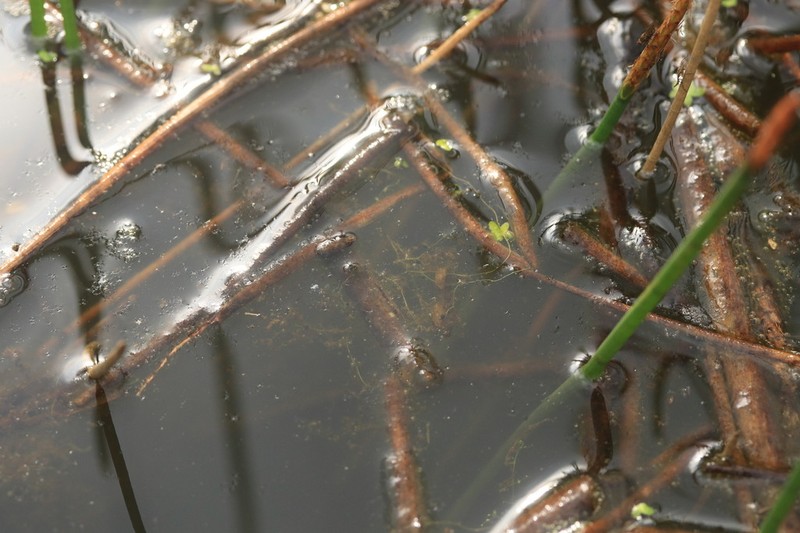 Utricularia cymbantha photo 5