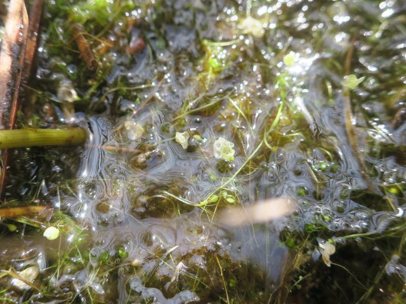 Utricularia cymbantha photo 6