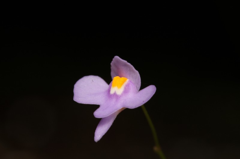 Utricularia damazioi