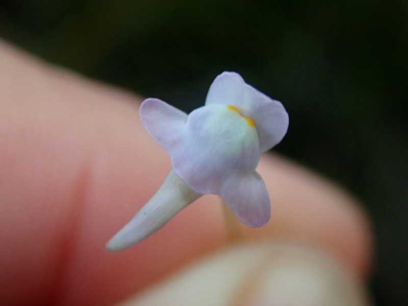 Utricularia damazioi photo 2