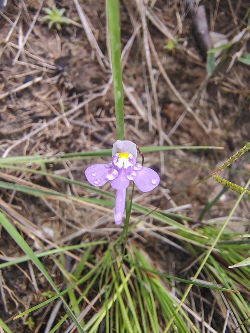 Utricularia damazioi photo 3