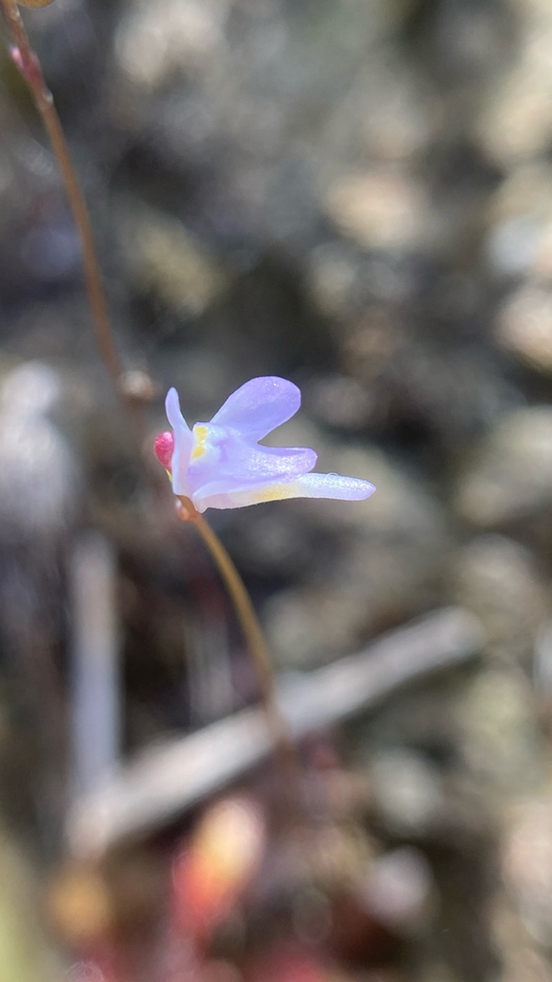 Utricularia damazioi photo 4