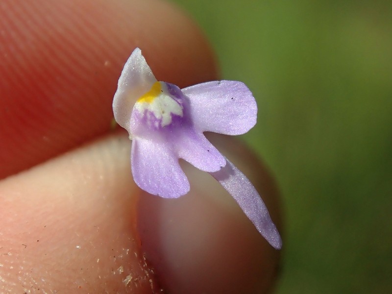 Utricularia damazioi photo 5