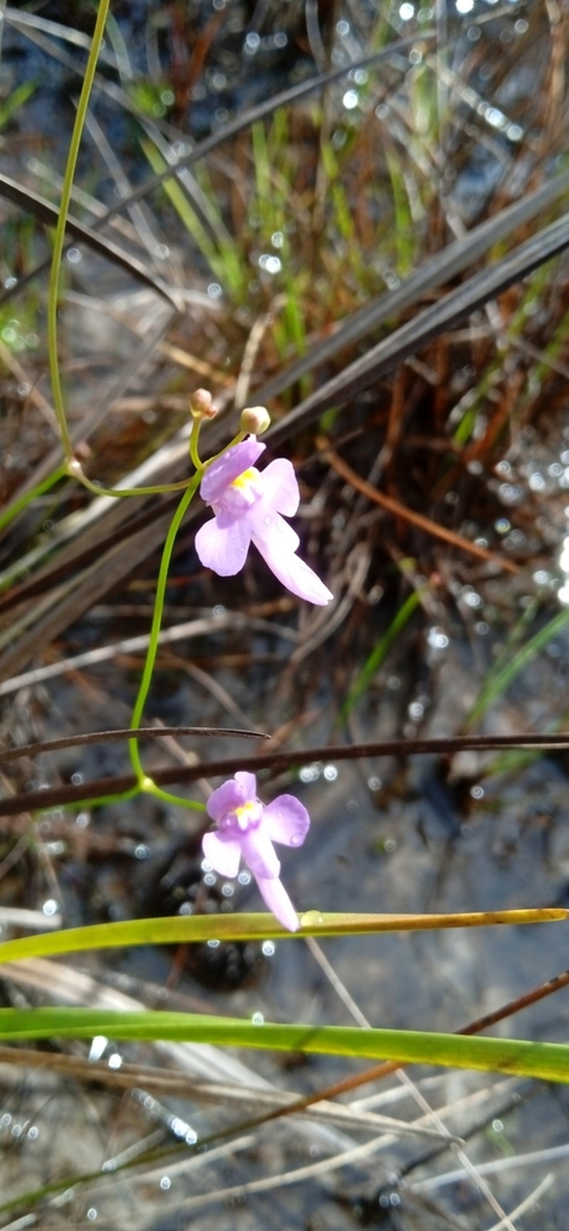 Utricularia damazioi photo 6