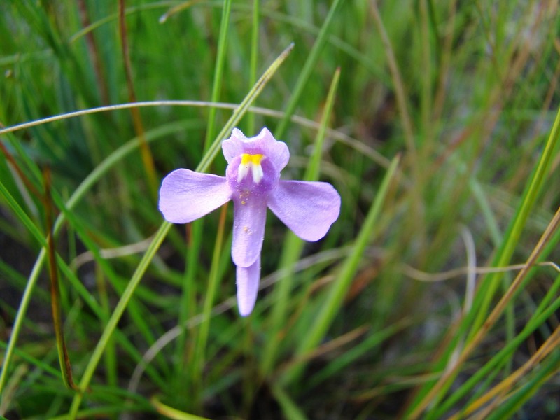 Utricularia damazioi photo 7