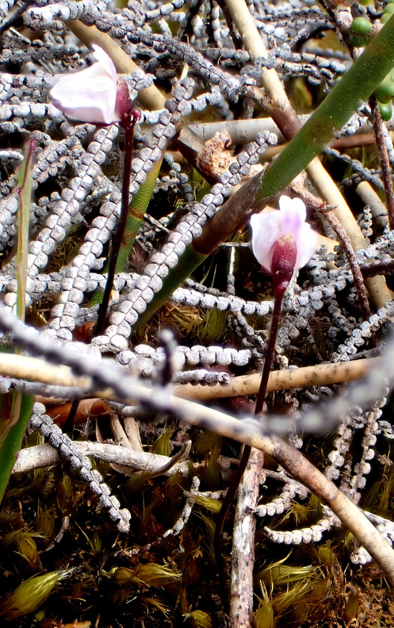Utricularia delicatula