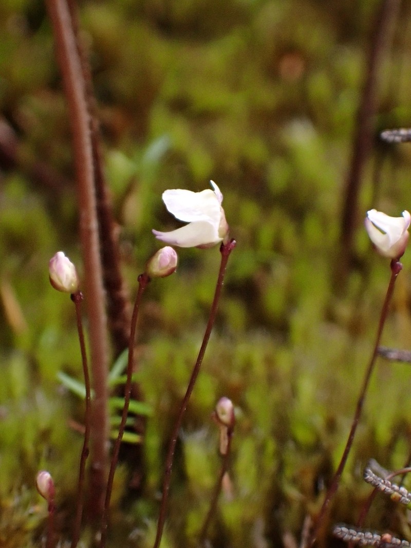Utricularia delicatula photo 3