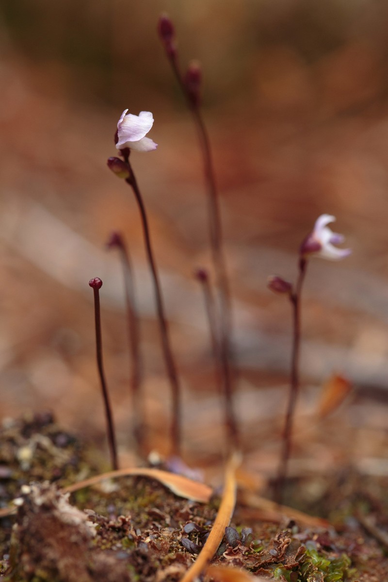 Utricularia delicatula photo 4