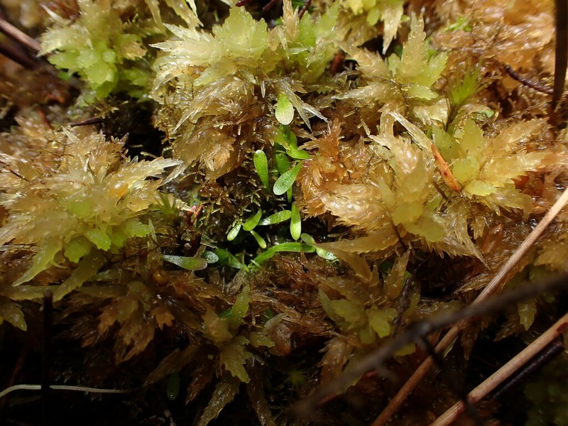 Utricularia delicatula photo 5