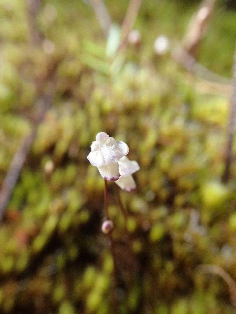 Utricularia delicatula photo 6