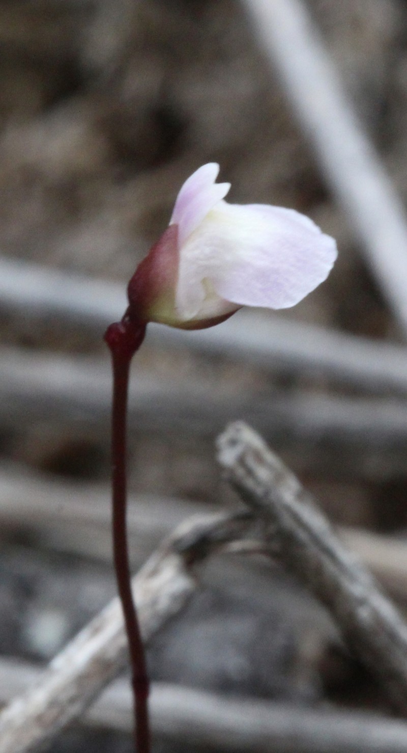 Utricularia delicatula photo 7