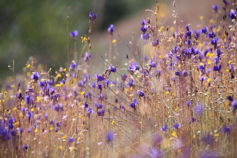 Utricularia delphinioides photo 2
