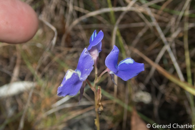 Utricularia delphinioides photo 3