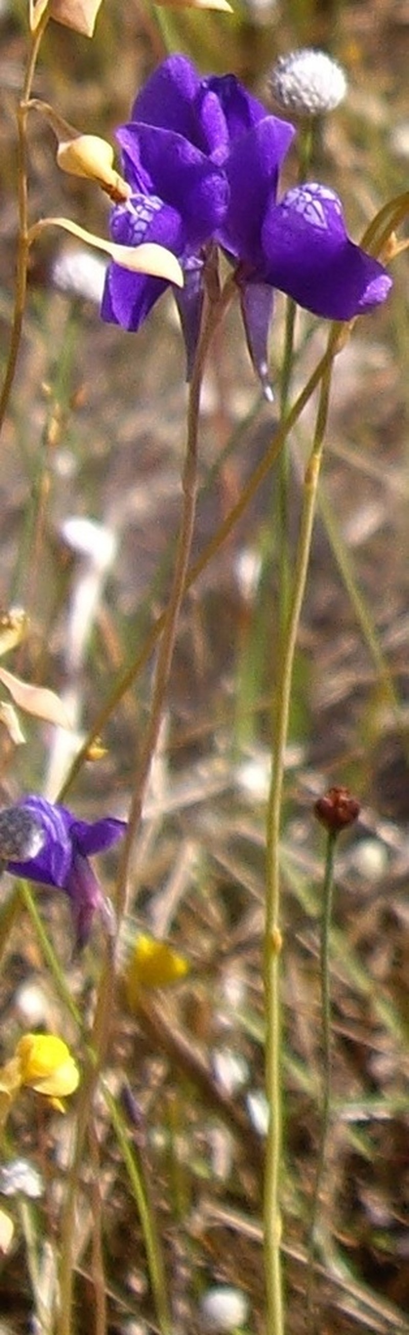 Utricularia delphinioides photo 4