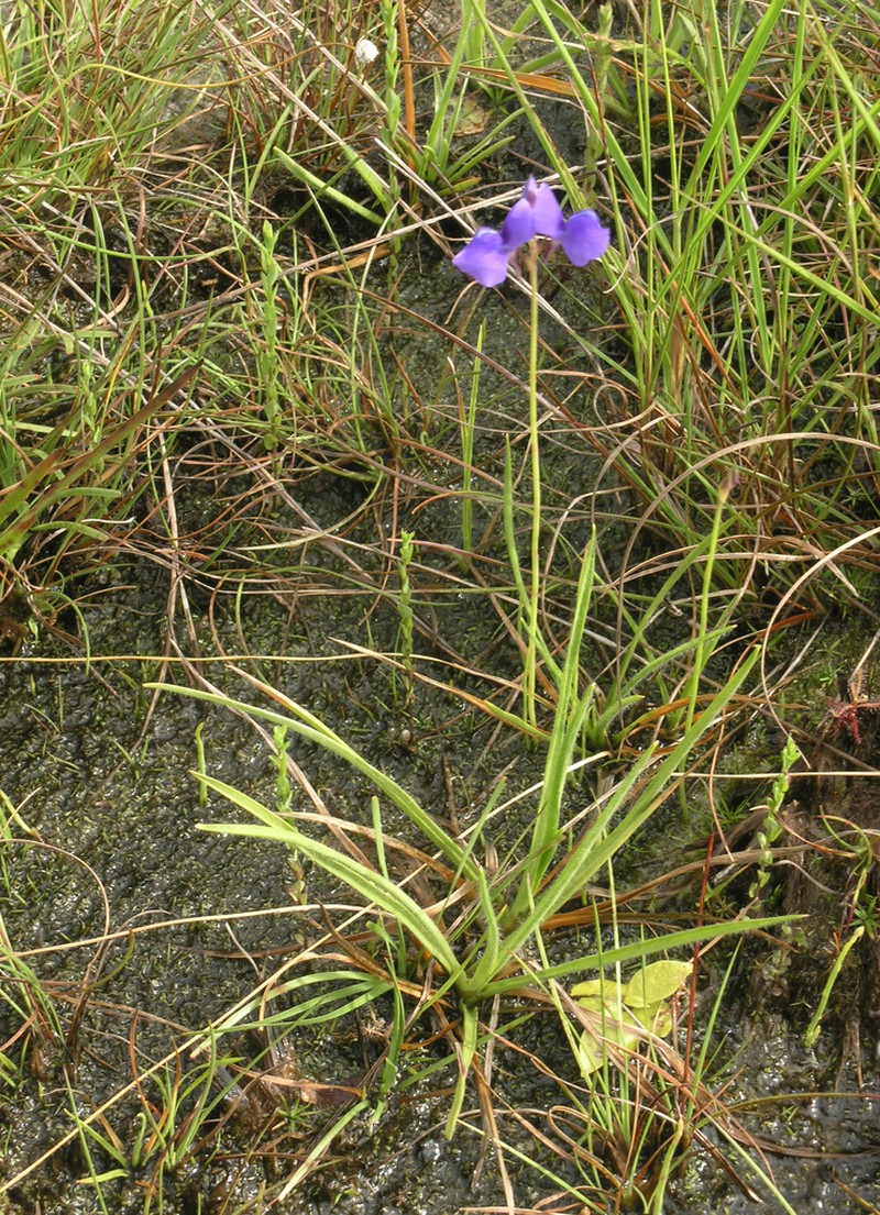 Utricularia delphinioides photo 5