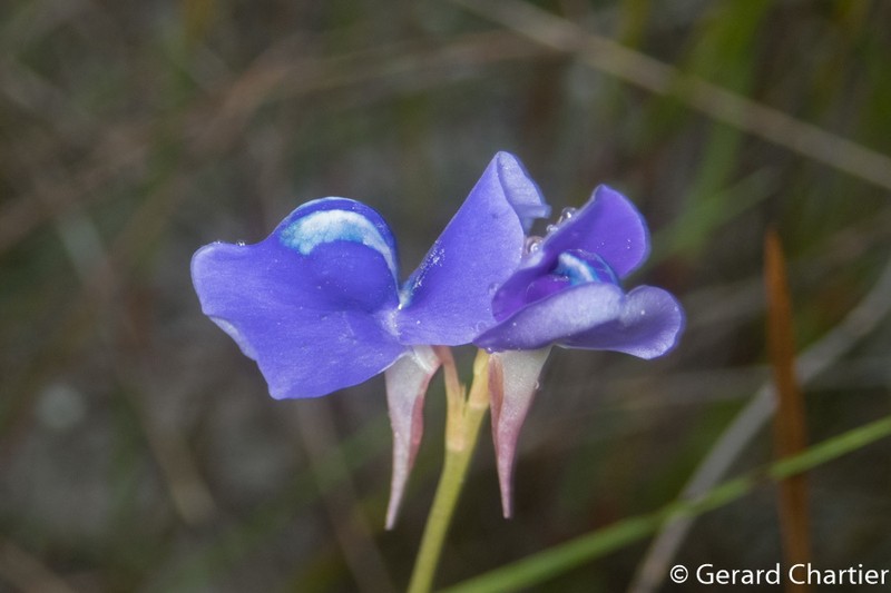 Utricularia delphinioides photo 6