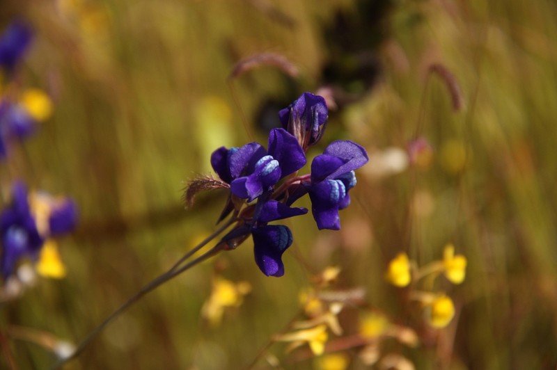 Utricularia delphinioides photo 7