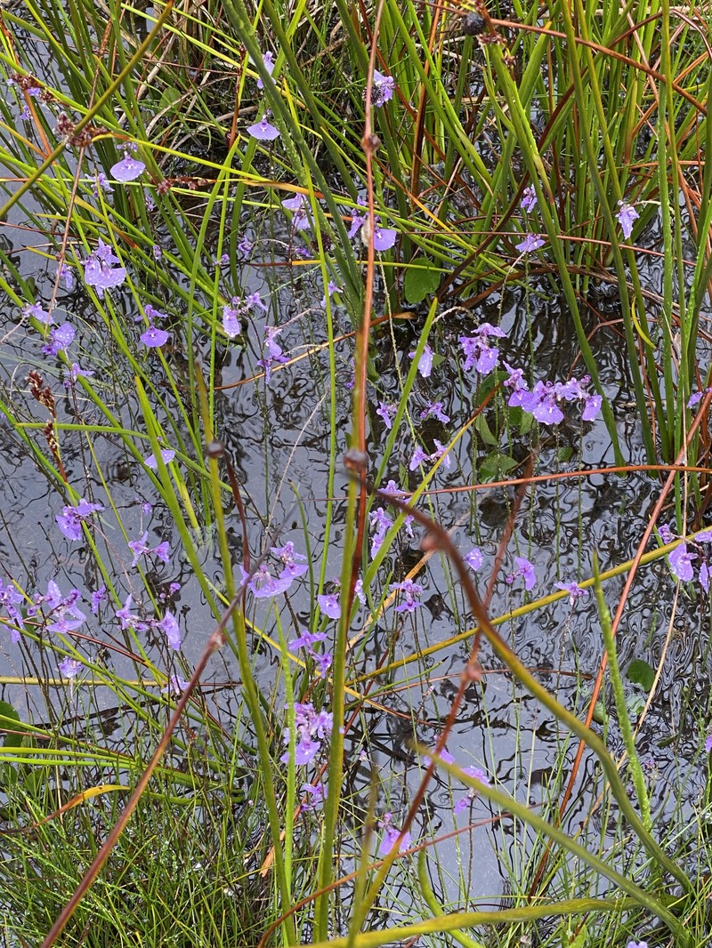 Utricularia dichotoma photo 2