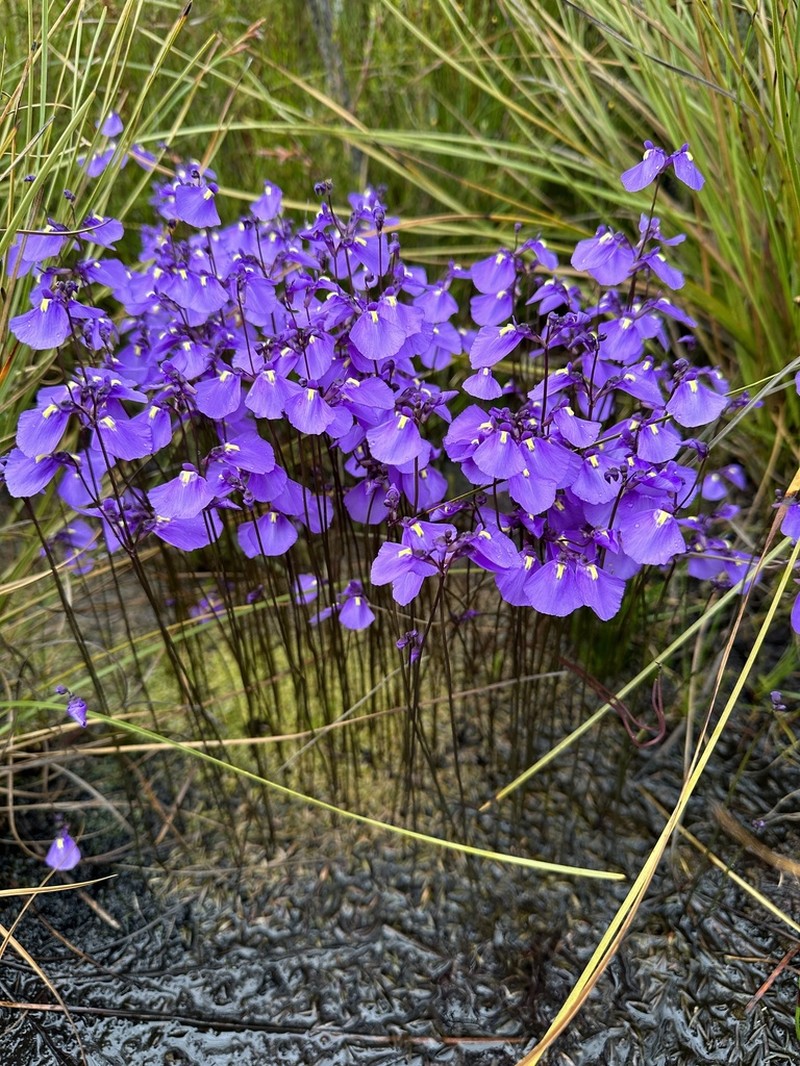 Utricularia dichotoma photo 3