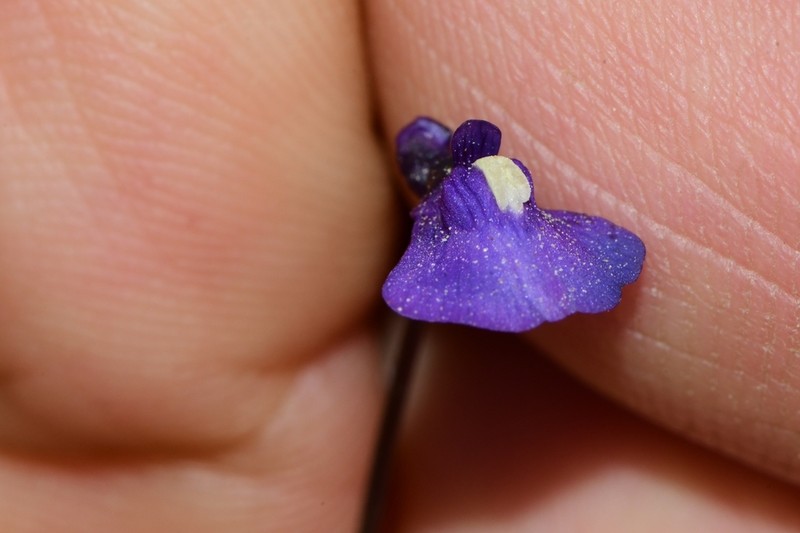 Utricularia dichotoma photo 4