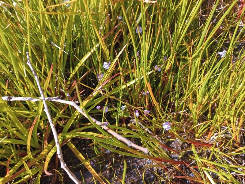 Utricularia dichotoma photo 5
