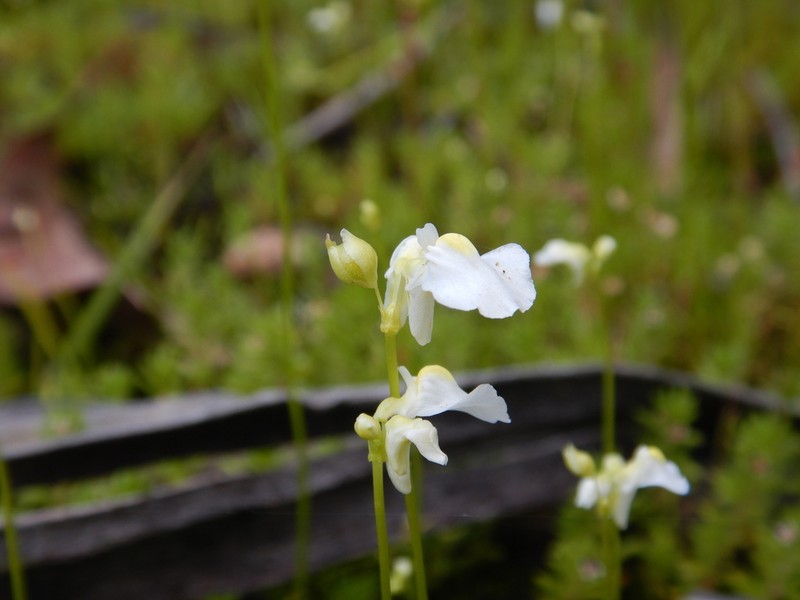 Utricularia dichotoma photo 6