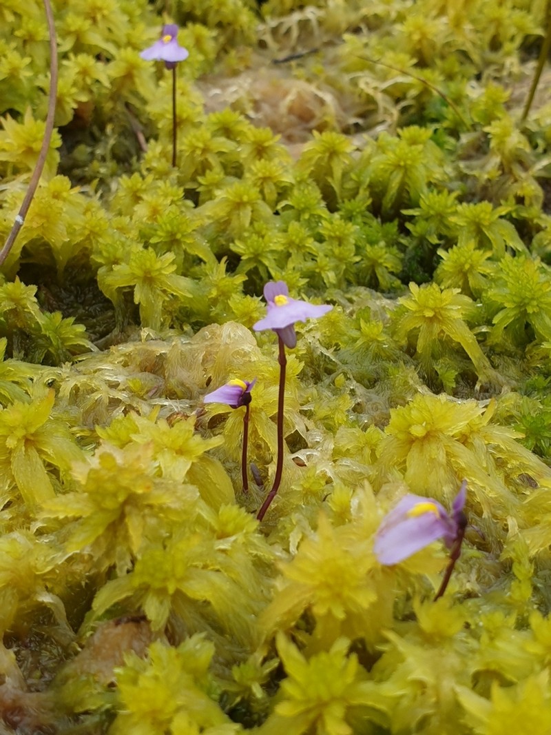 Utricularia dichotoma photo 7