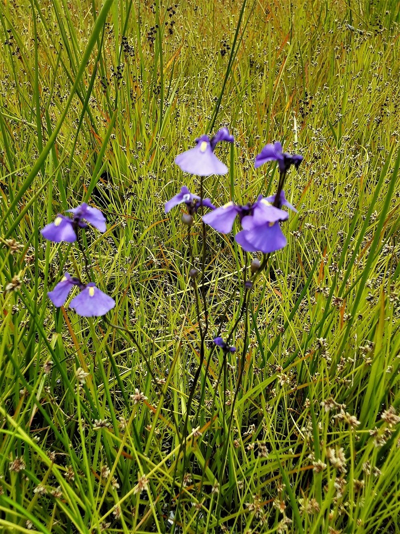 Utricularia dichotoma subsp. aquilonia