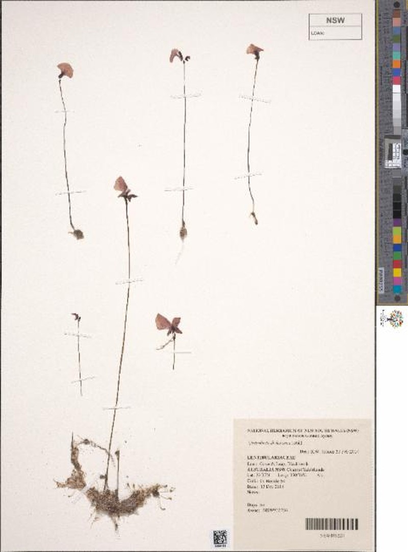 Utricularia dichotoma subsp. aquilonia photo 2