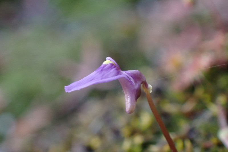 Utricularia dichotoma subsp. dichotoma