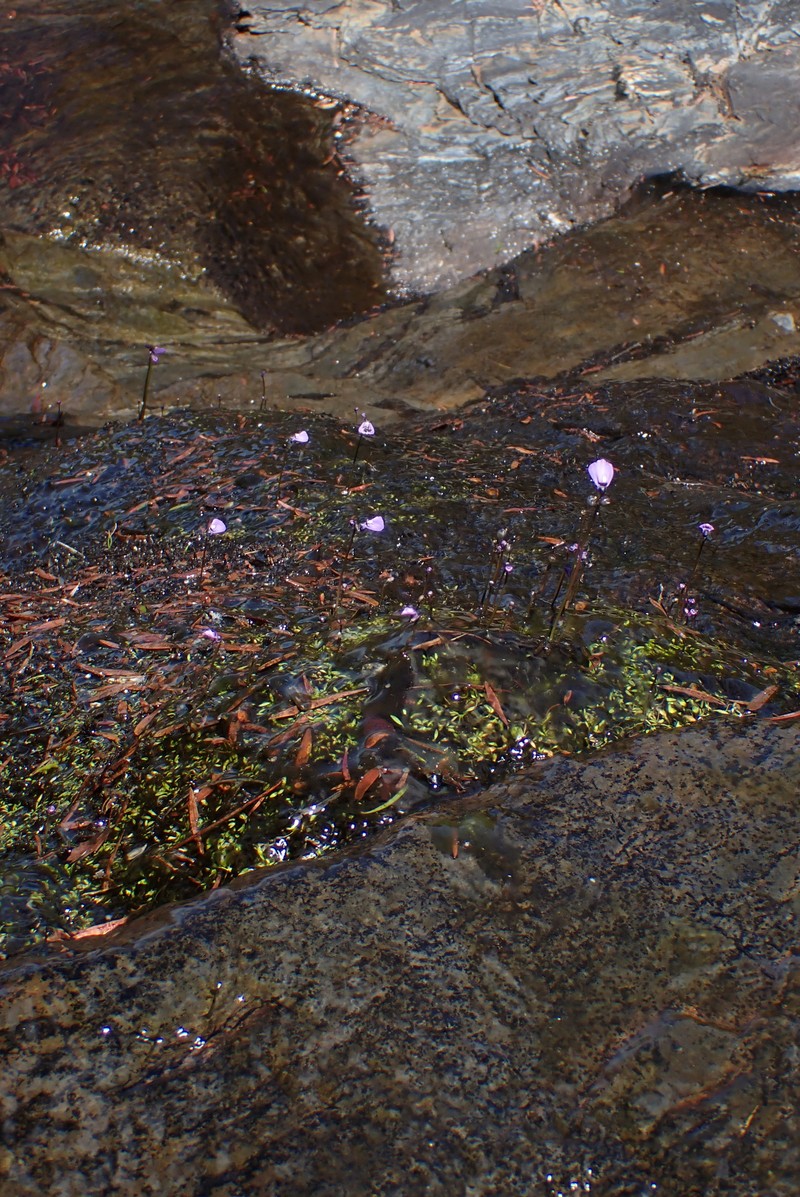 Utricularia dichotoma subsp. dichotoma photo 2