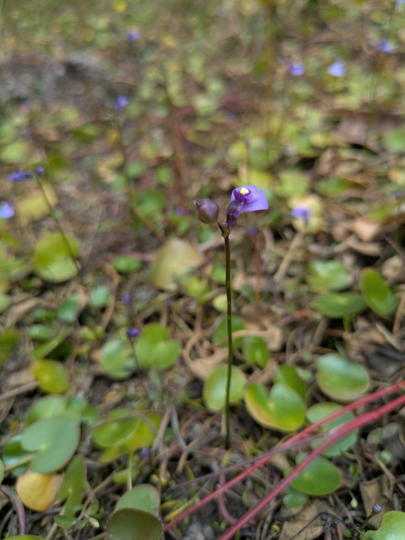 Utricularia dichotoma subsp. dichotoma photo 3