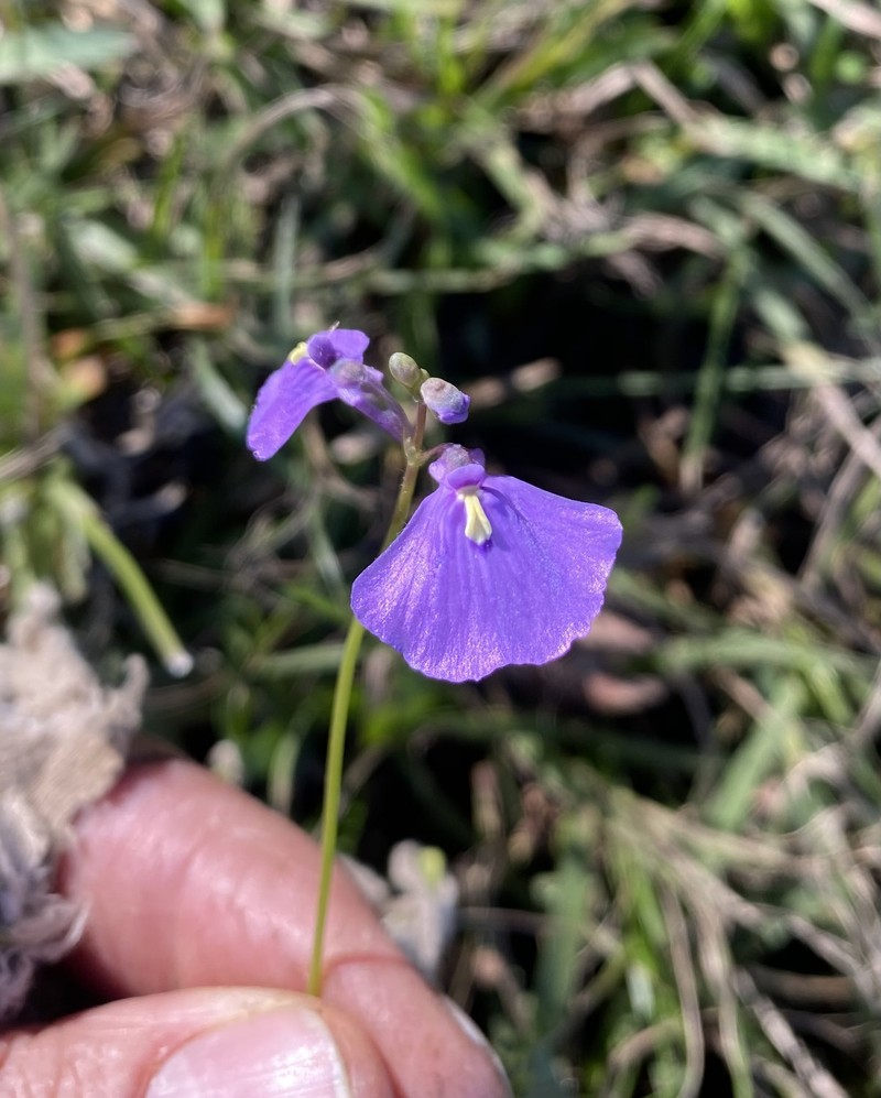 Utricularia dichotoma subsp. fontana