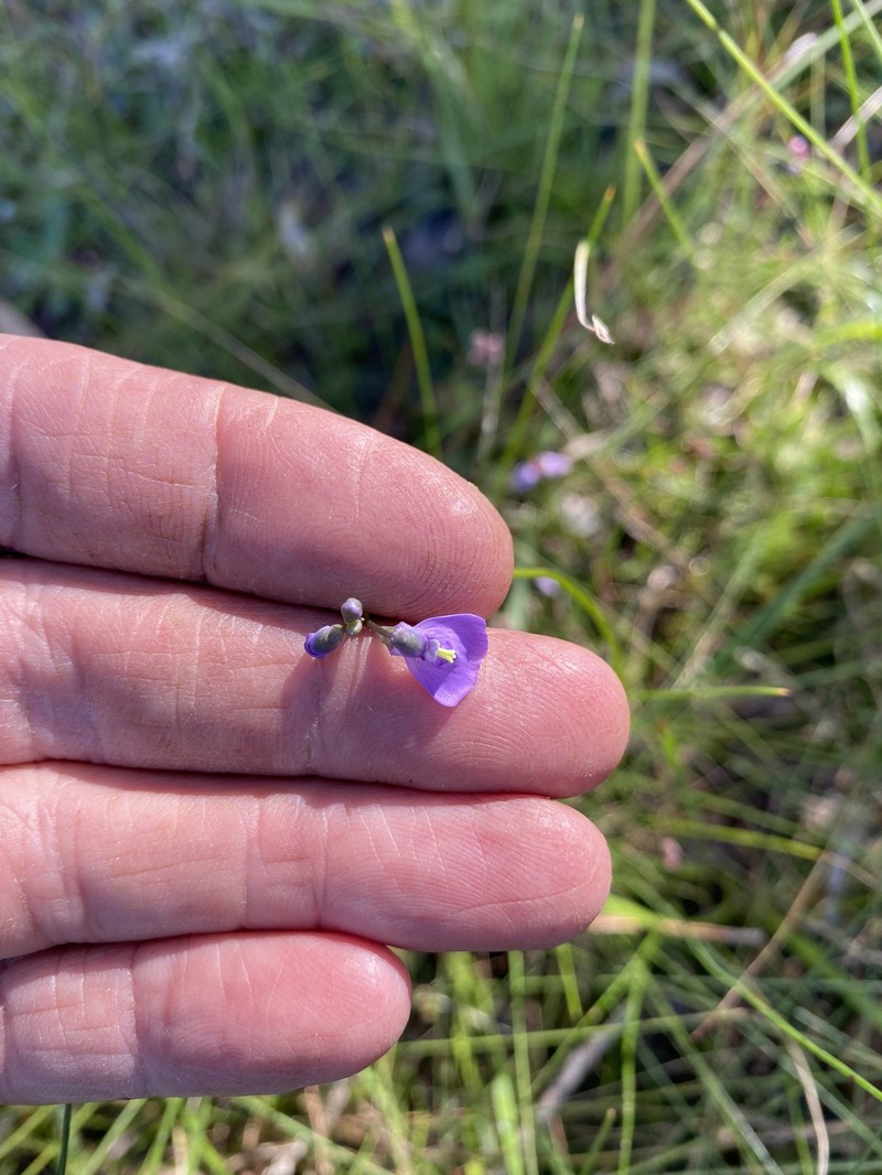 Utricularia dichotoma subsp. fontana photo 2