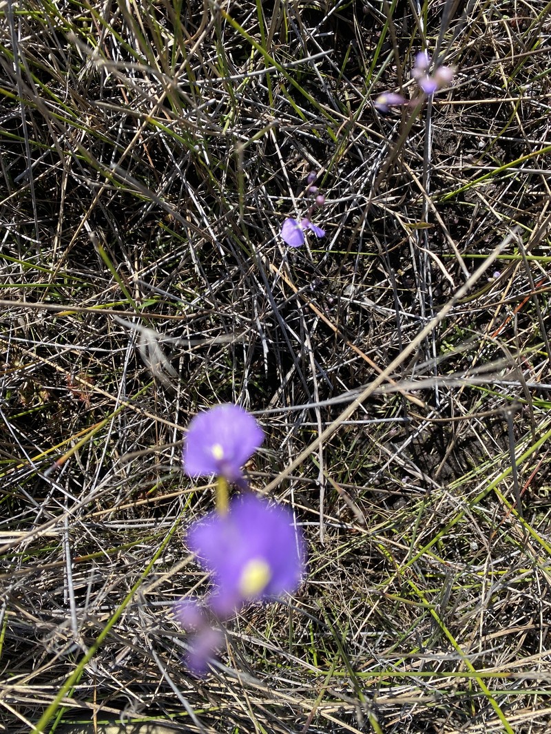 Utricularia dichotoma subsp. fontana photo 3