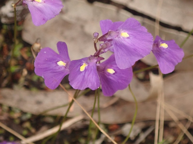 Utricularia dichotoma subsp. fontana photo 4