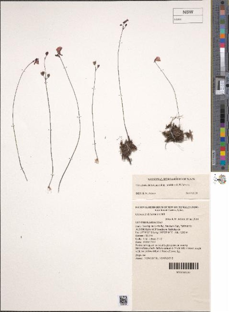 Utricularia dichotoma subsp. maritima
