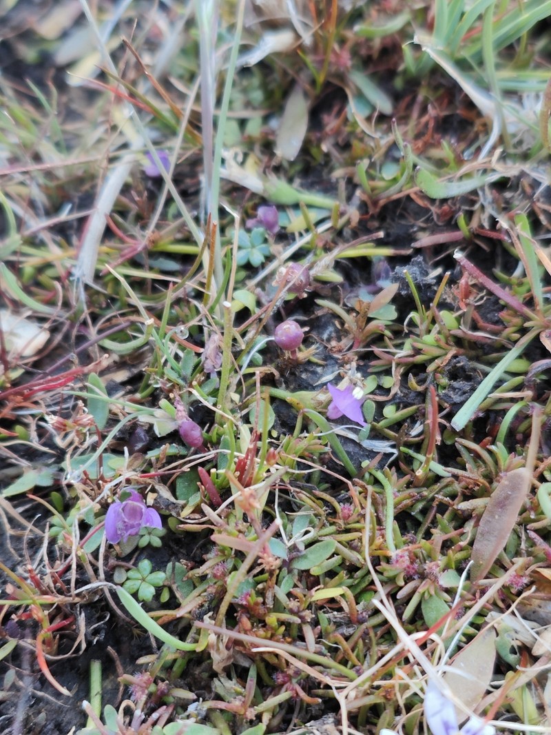 Utricularia dichotoma subsp. monanthos