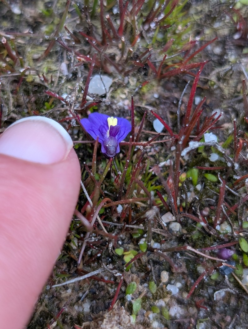 Utricularia dichotoma subsp. monanthos photo 2