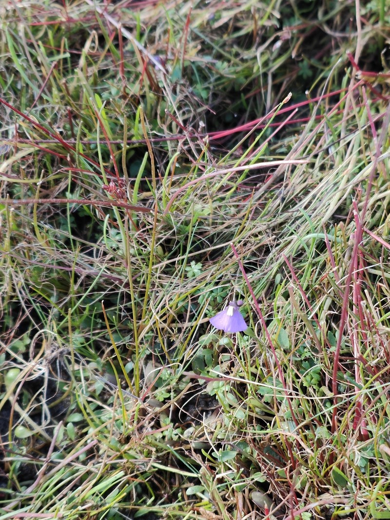 Utricularia dichotoma subsp. monanthos photo 3