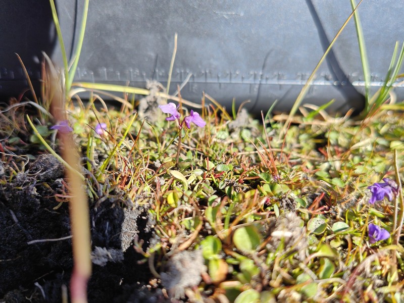 Utricularia dichotoma subsp. monanthos photo 4