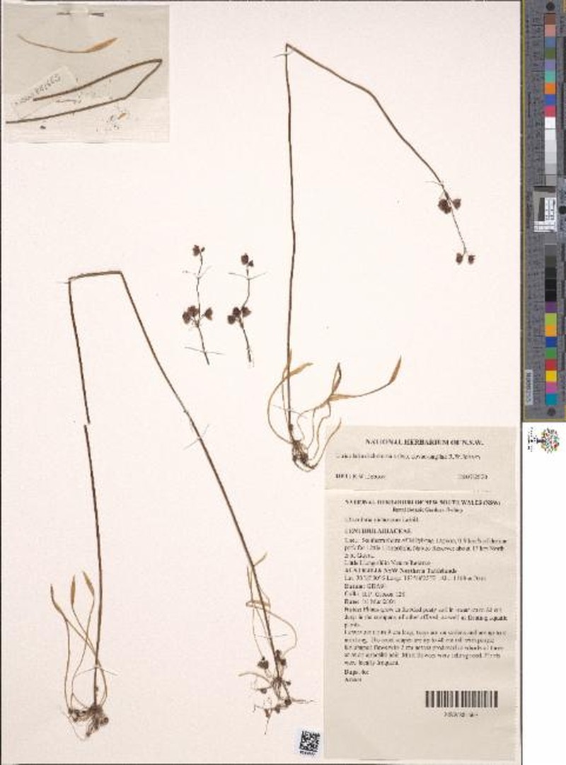 Utricularia dichotoma subsp. novae-angliae