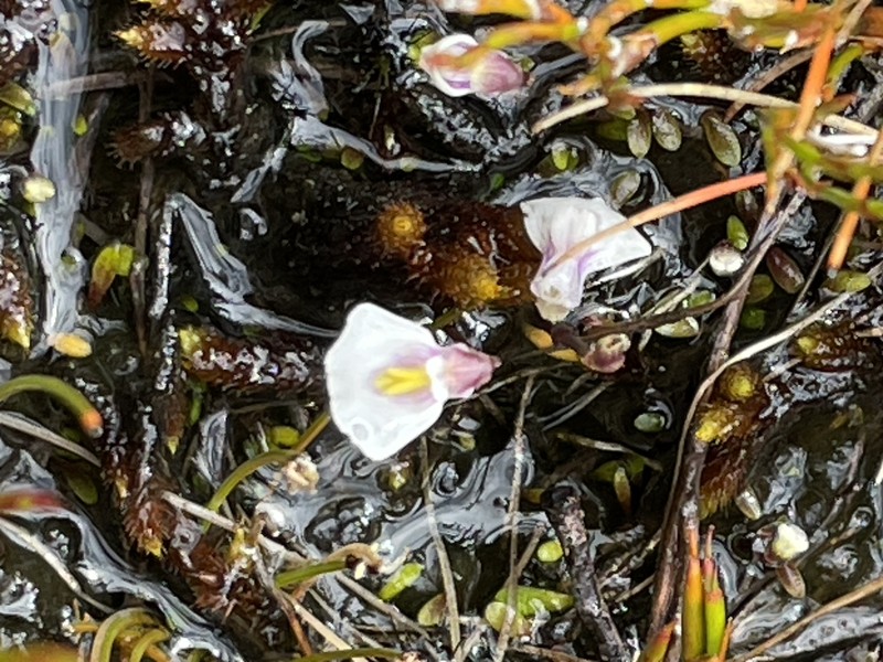 Utricularia dichotoma subsp. novae-zelandiae