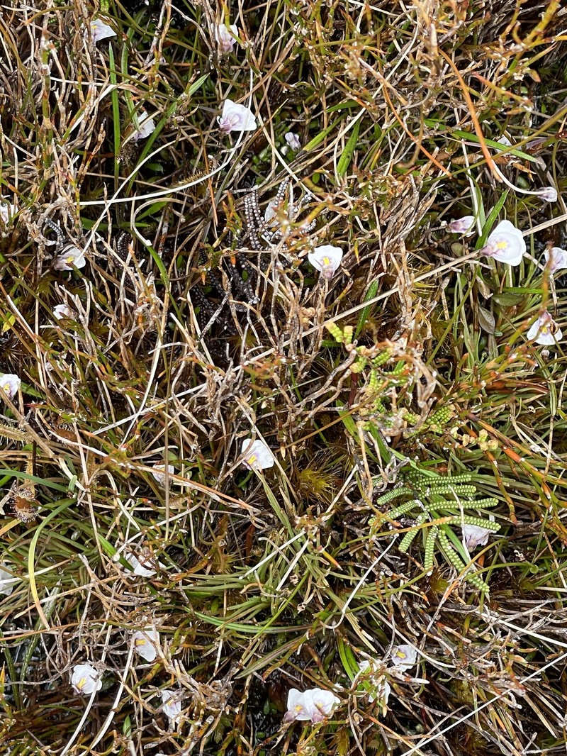 Utricularia dichotoma subsp. novae-zelandiae photo 2