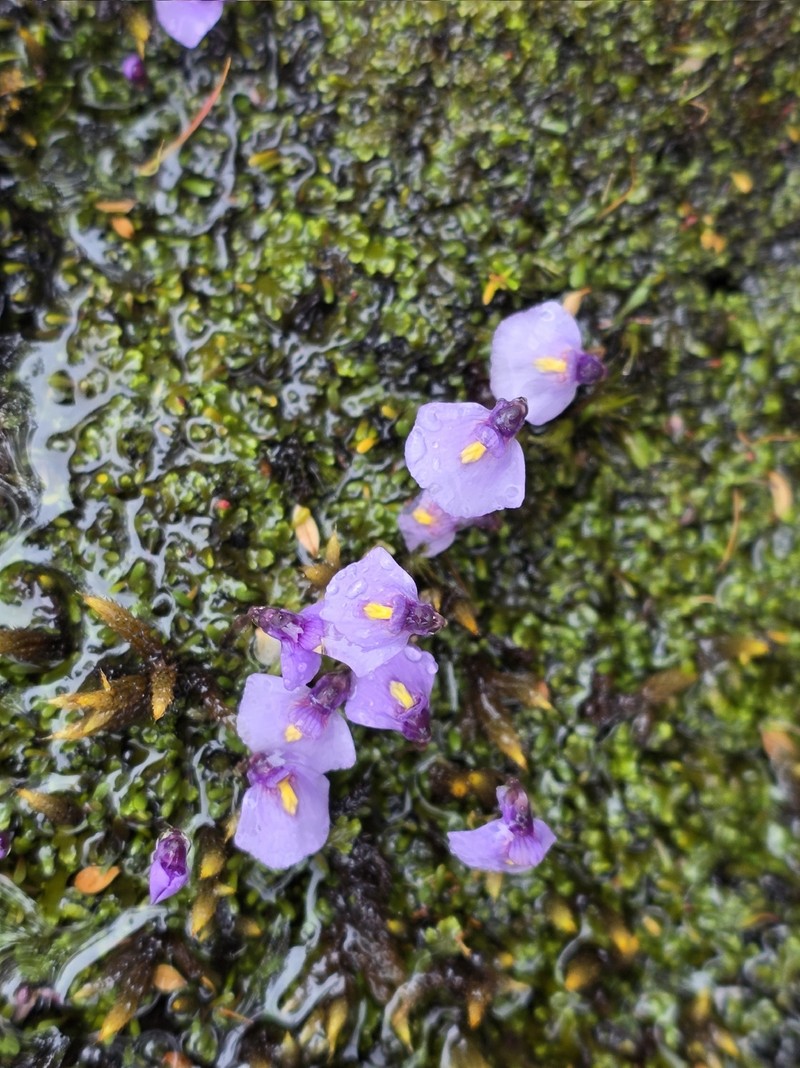 Utricularia dichotoma subsp. novae-zelandiae photo 3