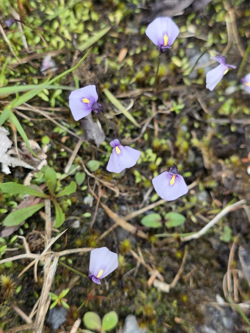Utricularia dichotoma subsp. novae-zelandiae photo 4