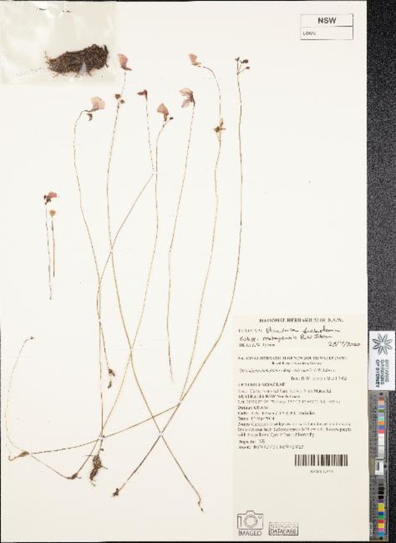 Utricularia dichotoma subsp. oxleyensis